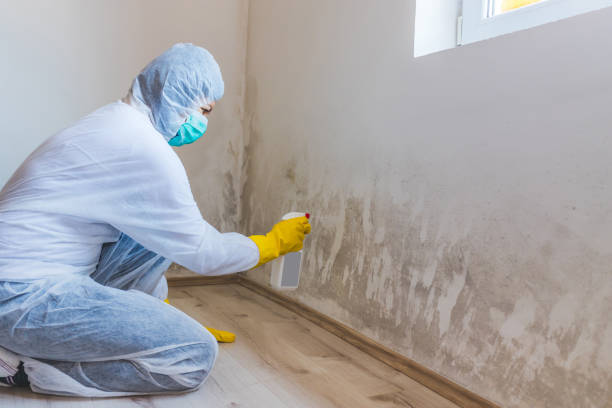 Licensed Mold Remediation service in Youngsville, NC - WQB Mold Removal